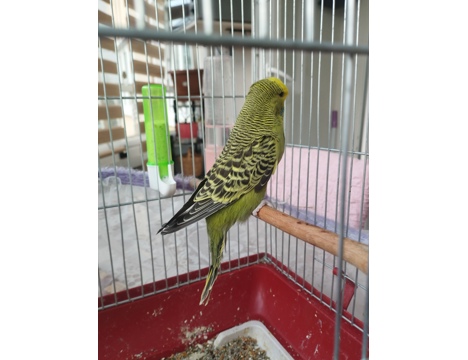 Evcil Hayvan, Muhabbet Kuşu, Erkek, Sarigold Koyu Yesil, Texsas Sovjumbo, Sahibinden Texsas Şov Jumbo