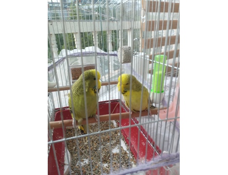 Evcil Hayvan, Muhabbet Kuşu, Erkek, Sarigold Koyu Yesil, Texsas Sovjumbo, Sahibinden Texsas Şov Jumbo