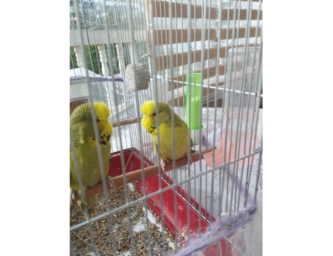 Evcil Hayvan, Muhabbet Kuşu, Erkek, Sarigold Koyu Yesil, Texsas Sovjumbo, Sahibinden Texsas Şov Jumbo
