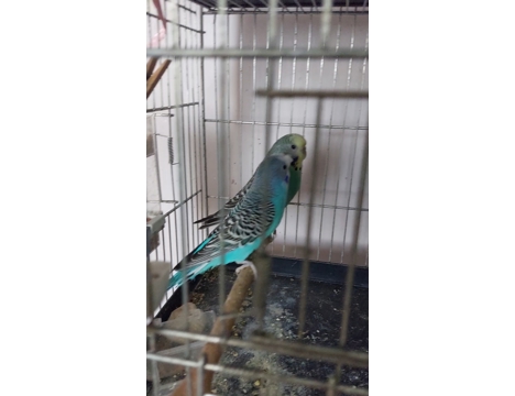 Evcil Hayvan, Muhabbet Kuşu, Erkek, Çek, Çift Muhabbet Kuşları