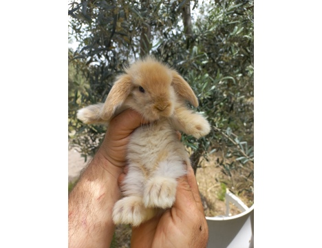 Evcil Hayvan, Tavşan, Dişi, Renk Renk Yavrular, Hollanda Lop