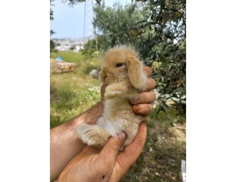 Evcil Hayvan, Tavşan, Erkek, Beyaz,Karamel,Gri, 1Aylik Safkan Hollanda Lop Tavsan Yavrular