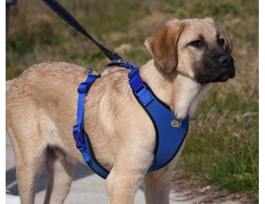 Erkek Anadolu Çoban Köpeği Evcil Hayvan : Anadolu Çoban emin ellerde