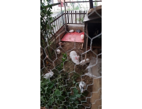 Evcil Hayvan, Tavşan, Erkek, Beyaz Gri Benekli, Aslanbaş ve Yerli, 9 Adet Yavru 2 Anne ve Baba Vereceğim