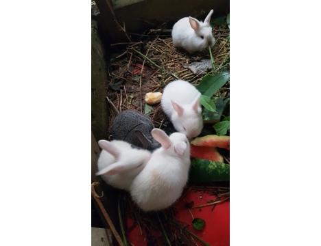 Evcil Hayvan, Tavşan, Erkek, Beyaz Gri Benekli, Aslanbaş ve Yerli, 9 Adet Yavru 2 Anne ve Baba Vereceğim