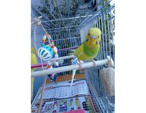 Evcil Hayvan, Muhabbet Kuşu, Erkek, Her Renk, Safkan, Yavru, Damızlık ve Çift Muhabbet Kuşları..