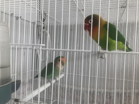 Evcil Hayvan, Erkek, Yeşil Kırmızı, Kafes İle Birlikte Cennet ve Sevda Papağanı