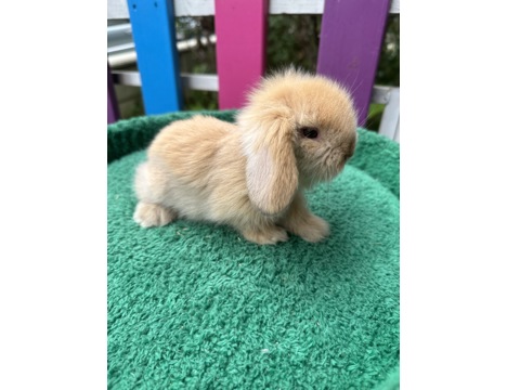 Evcil Hayvan, Tavşan, Erkek, Her Renk Mevcut, Hollanda ve Teddy Lop, Safkan Lop Bebekler