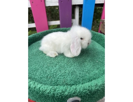 Evcil Hayvan, Tavşan, Erkek, Her Renk Mevcut, Hollanda ve Teddy Lop, Safkan Lop Bebekler