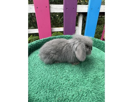 Evcil Hayvan, Tavşan, Erkek, Her Renk Mevcut, Hollanda ve Teddy Lop, Safkan Lop Bebekler