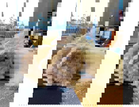 Evcil Hayvan, Dişi, Çeşitli Renkler, Hollanda Lop, Her Gün Her İle Gönderiyoruz ! Lop Tavşanları