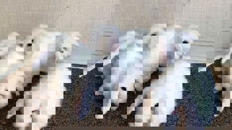 Evcil Hayvan, Dişi, Çeşitli Renkler, Hollanda Lop, Her Şehire Gönderiyoruz! Minyatür Lop Tavşanları