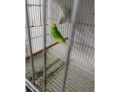 Evcil Hayvan, Erkek, Karışık, Alanya Muhabbet Kuşu - Sultan Papağanı