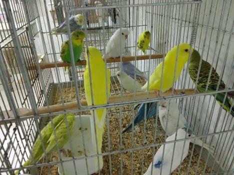 Evcil Hayvan, Erkek, Karışık, Alanya Muhabbet Kuşu - Sultan Papağanı