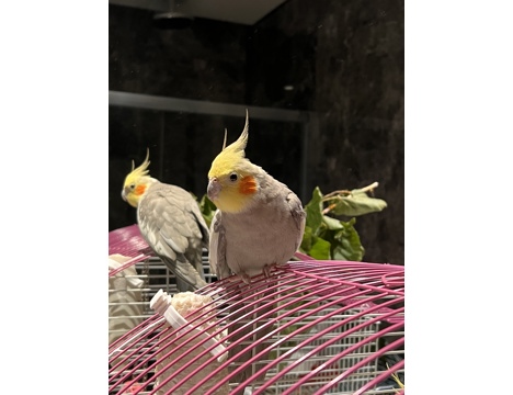 Evcil Hayvan, Papağan, Sari Gri, Erkek Sultan, Ful Evcil