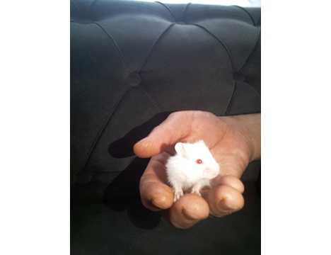 Evcil Hayvan, Diğer Evcil Hayvanlar, Dişi, Karisik, Hamster Gonzales ve Syria