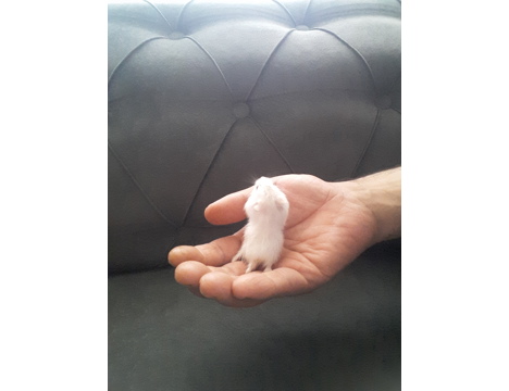 Evcil Hayvan, Diğer Evcil Hayvanlar, Dişi, Karisik, Hamster Gonzales ve Syria