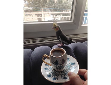 Evcil Hayvan, Papağan, Erkek, Gri, Sultan Papağanı, Ele Alışkın