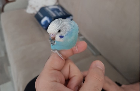 Evcil Hayvan, Muhabbet Kuşu, Dişi, Lutino, Yavru Muhabbet