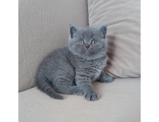 Erkek sarı mavi beyaz duman rengi british shorthair Evcil Hayvan : 6 aylık yavrular