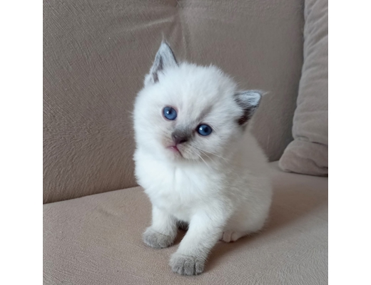 Erkek sarı mavi beyaz duman rengi british shorthair Evcil Hayvan : 6 aylık yavrular