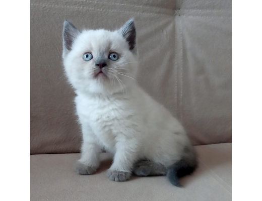 Erkek sarı mavi beyaz duman rengi british shorthair Evcil Hayvan : 6 aylık yavrular