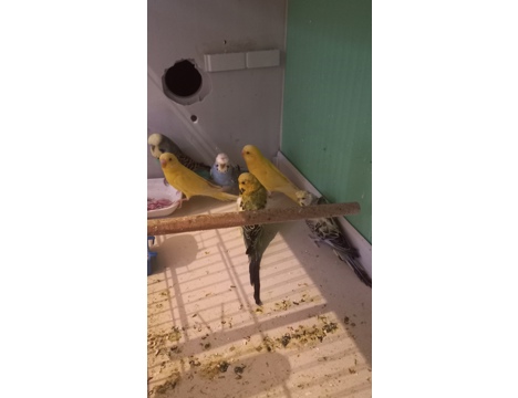 Evcil Hayvan, Muhabbet Kuşu, Erkek, Japones Jumbo Albino, Çek İngiliz Jumbo Japones Albino