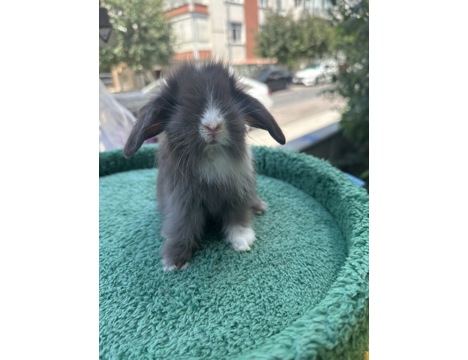 Evcil Hayvan, Tavşan, Erkek, Her Renk Mevcut, Hollanda ve Teddy Lop, Safkan Lop Bebekler