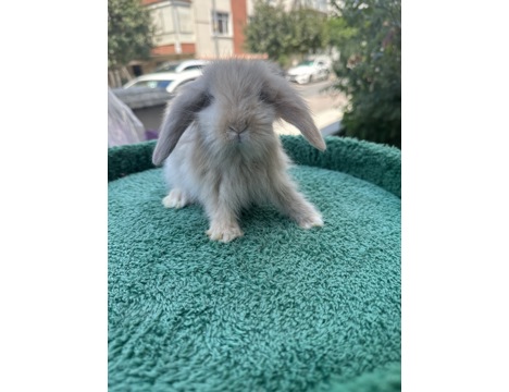 Evcil Hayvan, Tavşan, Erkek, Her Renk Mevcut, Hollanda ve Teddy Lop, Safkan Lop Bebekler