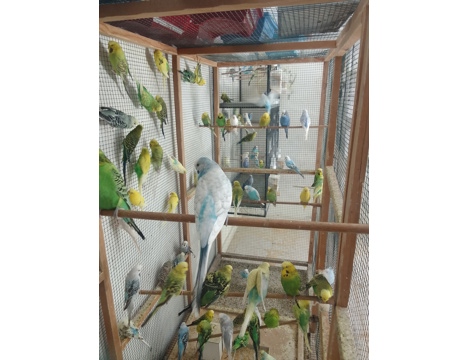 Evcil Hayvan, Muhabbet Kuşu, Erkek, Karışık, Alanya - Ceh - Jumbo - Jumbo Kırık Damızlık Kuşlar
