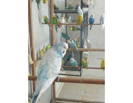 Evcil Hayvan, Muhabbet Kuşu, Erkek, Karışık, Alanya - Ceh - Jumbo - Jumbo Kırık Damızlık Kuşlar
