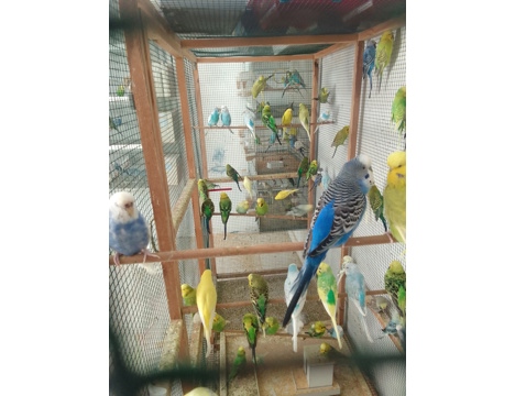 Evcil Hayvan, Muhabbet Kuşu, Erkek, Karışık, Alanya - Ceh - Jumbo - Jumbo Kırık Damızlık Kuşlar