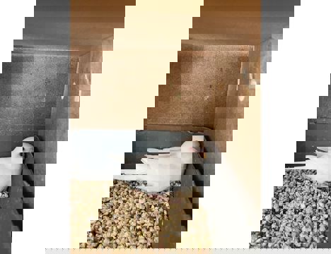 Evcil Hayvan, Muhabbet Kuşu, Erkek, Resasif, Çek, Yeni Yeme Düşen 3 Yavru 1'İ Albino