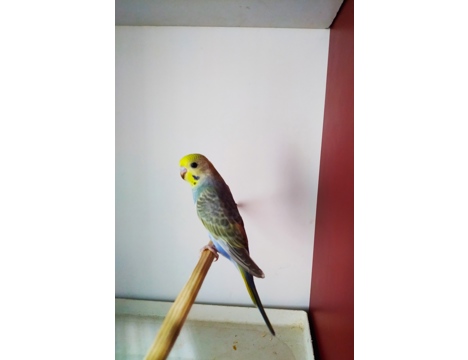 Evcil Hayvan, Muhabbet Kuşu, Erkek, Cok Renkli, Rainbow Yavrular