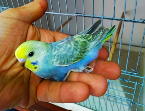 Evcil Hayvan, Muhabbet Kuşu, Erkek, Cok Renkli, Rainbow Yavrular