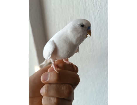 Evcil Hayvan, Erkek, Albino, 2 Muhabbet Kuşu