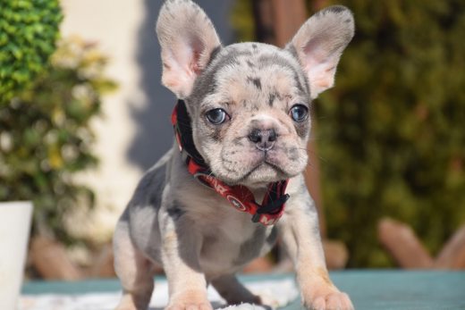 Erkek White French bulldog Acil!.  French bulldog yavrumuz mevcut., Erkek, White