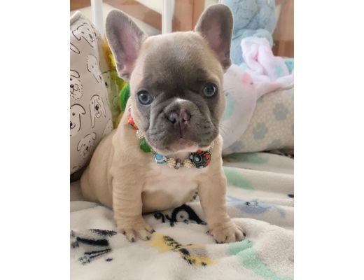 Erkek Brown French bulldog Acil!.  French bulldog yavrumuz mevcut., Erkek, Brown