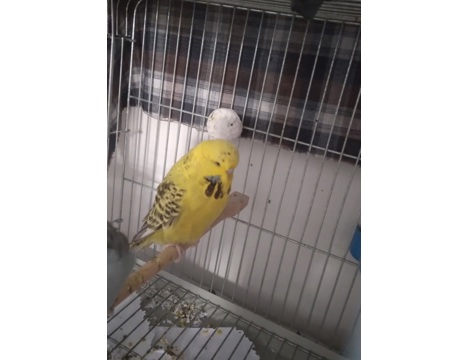 Evcil Hayvan, Diğer Evcil Hayvanlar, Erkek, Sarı, Show Jumbo Dişi