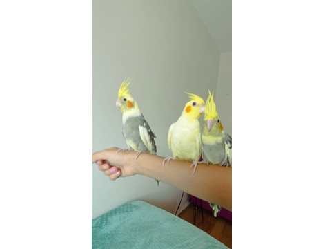 Evcil Hayvan, Diğer Evcil Hayvanlar, Erkek, Lutino ve Pied, Sultan Papağanı, Full Evcil 2 Aylık Yavrular