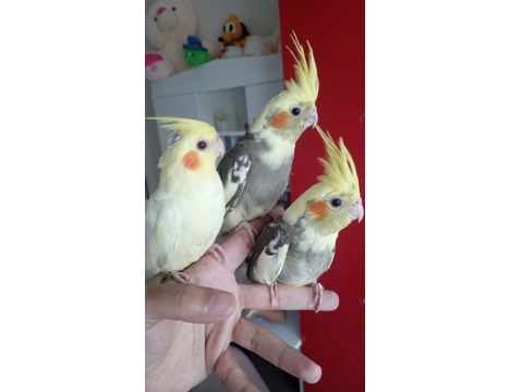 Evcil Hayvan, Diğer Evcil Hayvanlar, Erkek, Sarı, Lutino ve Pied, Full Evcil 2 Aylık Yavrular