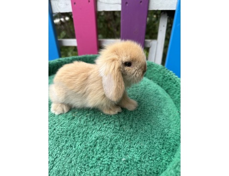 Evcil Hayvan, Tavşan, Erkek, Her Renk Mevcut, Hollanda ve Teddy Lop, Safkan Lop Bebekler