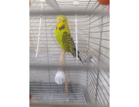 Evcil Hayvan, Muhabbet Kuşu, Dişi, Yeşil, Şhow Jumbo
