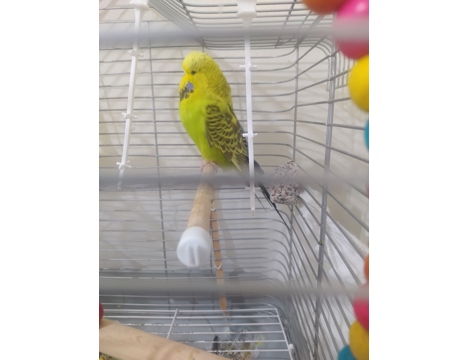 Evcil Hayvan, Muhabbet Kuşu, Dişi, Yeşil, Şhow Jumbo