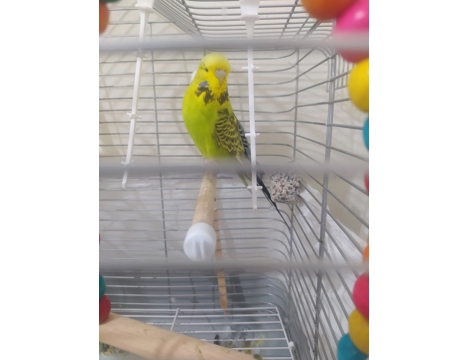 Evcil Hayvan, Muhabbet Kuşu, Dişi, Yeşil, Şhow Jumbo