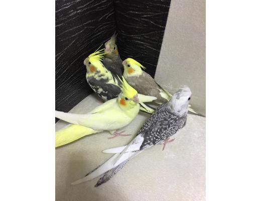 Erkek Wf Albino Grey Yavru Sultan Papaganı Sahibinden Satılık Sultan Papaganı Antalya Yavru, Erkek, Wf Albino Grey