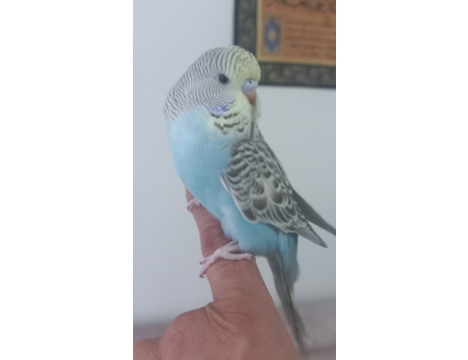 Evcil Hayvan, Muhabbet Kuşu, Erkek, Beyaz Mavi, Jumbo Yavru Albino Yavru, Yeni Yeme Düşen Jumbo Albino Çek Yavrular