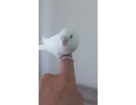 Evcil Hayvan, Muhabbet Kuşu, Erkek, Beyaz Mavi, Jumbo Yavru Albino Yavru, Yeni Yeme Düşen Jumbo Albino Çek Yavrular