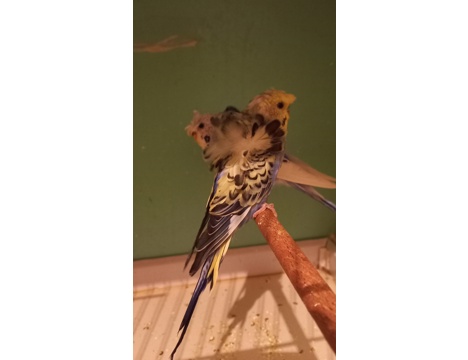 Evcil Hayvan, Muhabbet Kuşu, Erkek, Beyaz Mavi, Jumbo Yavru Albino Yavru, Yeni Yeme Düşen Jumbo Albino Çek Yavrular