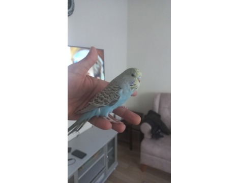 Evcil Hayvan, Muhabbet Kuşu, Erkek, Beyaz Mavi, Jumbo Yavru Albino Yavru, Yeni Yeme Düşen Jumbo Albino Çek Yavrular